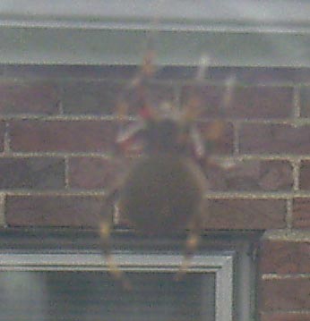 spider1.JPG (16167 bytes)