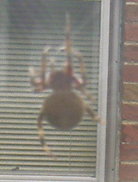 spider2.JPG (20854 bytes)
