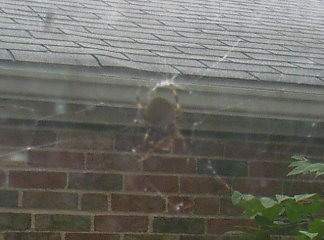 spider3.JPG (52142 bytes)
